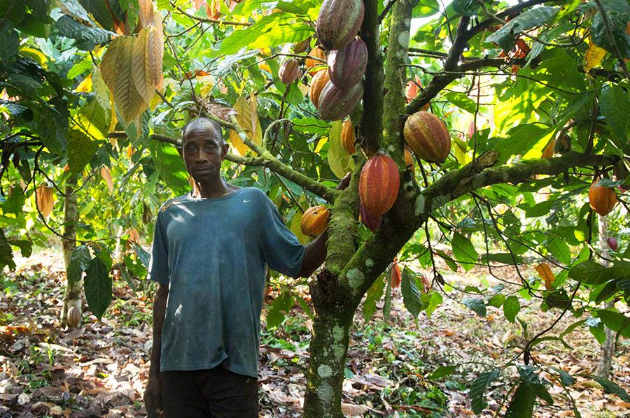 Cacao : Le prix bord champ maintenu à 1 200 FCFA/kg pour la campagne 2026-2027