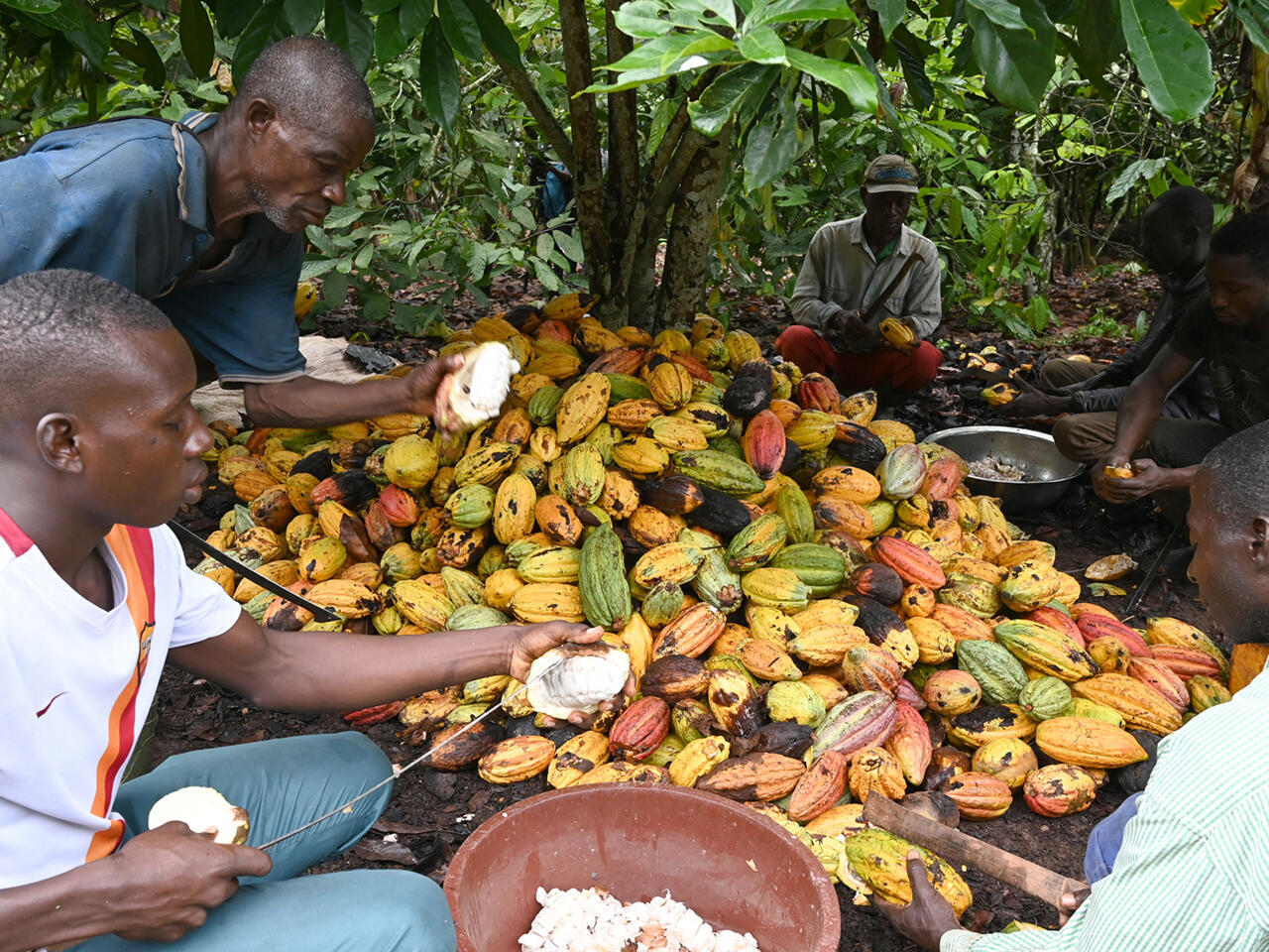 Cacao en Côte d'Ivoire : L'accélération de la transformation locale pour capter la valeur ajoutée